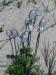 Anemone Unknown/200106092264 Red Windflower (Anemone multifida) - Sleeping Bear Dunes.htm