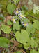 200009170305 Common Blue Wood Aster (Symphyotrichum cordifolium L.) - Mt. Pleasant.jpg