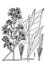 200610 common Blue Wood Aster (Symphyotrichum cordifolium) - USDA Illustration.jpg