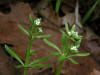 200205110341 Bedstraw or Stickywilly (Galium L.) - Chelsea.JPG