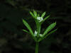 200306010406 Bedstraw or Stickywilly (Galium L.) - Rochester.JPG
