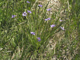 Strict Blue-eyed Grass/200505316094 Strict Blue-eyed Grass (Sisyrinchium montanum) - Bruce Peninsula.jpg