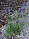 200007010348 blueweed on road above bob's lot.jpg (62193 bytes)
