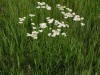 200506186849 Yarrow (Achillea millefolium L.) - Isabella Co.jpg