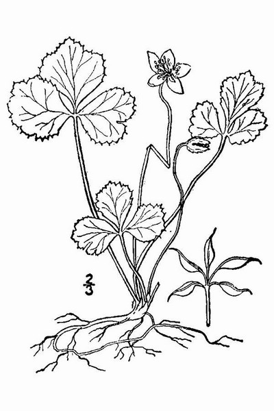 200905 Goldthread (Coptis trifolia) - USDA Illustration.jpg