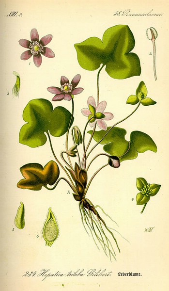 200904 Round-Lobed Hepatica (Hepatica nobilis) - Flora von Deutschland �sterreich und der Schweiz.jpg