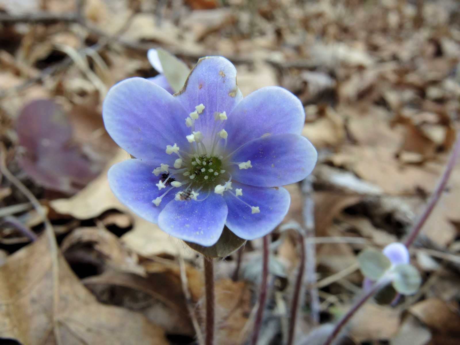 201504261740004 Hepatica (Hepatica nobilis) blue flowers - Bald Mountain RA, Oakland Co, MI.JPG