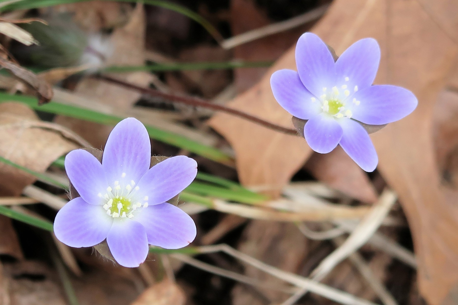 202305061415004 Hepatica (Hepatica nobilis) blue flowers - Bald Mountain RA, Oakland Co, MI.JPG