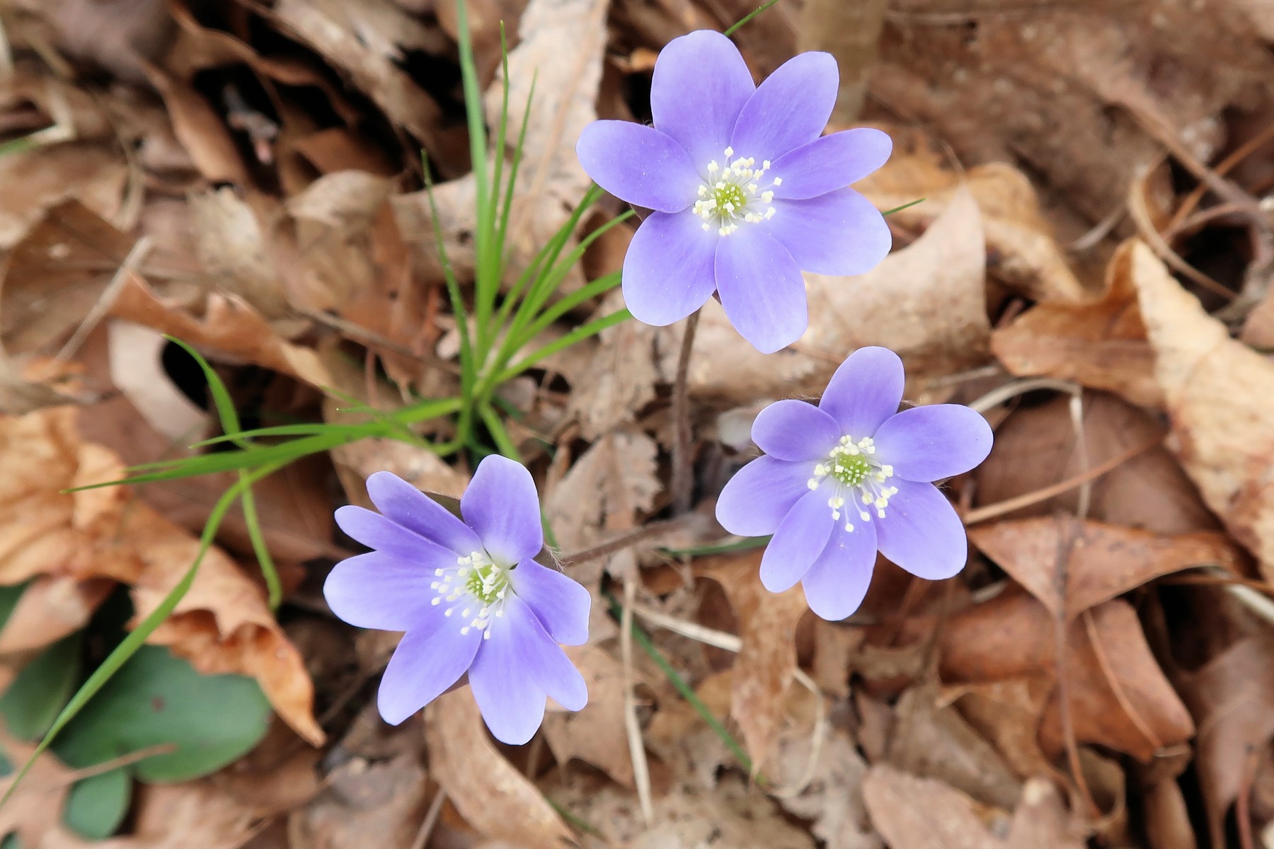 202305061416009 Hepatica (Hepatica nobilis) blue flowers - Bald Mountain RA, Oakland Co, MI.JPG
