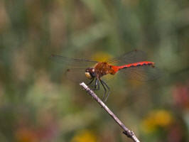 1975N76 Red Dragonfly, U.P., MI.jpg