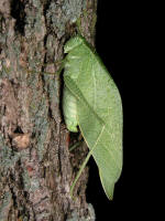 ../Ash/200209180236 Katydid on White Ash (Fraxinus americana) tree bark.JPG