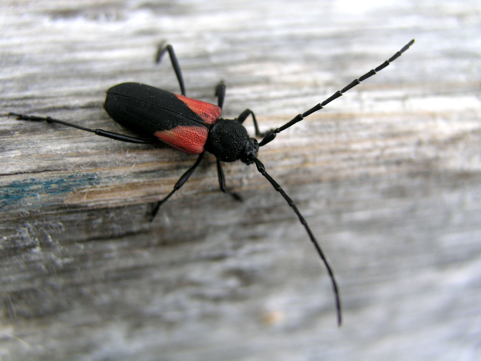 20080727140017 Long-horned Beetle (Purpuricenus humeralis) copper and black - Lake Kagawong.jpg