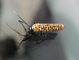 Moths/Ailanthus Webworm Moth/200609273016 Ailanthus Webworm Moth (Atteva punctella) - Wayne Co.JPG
