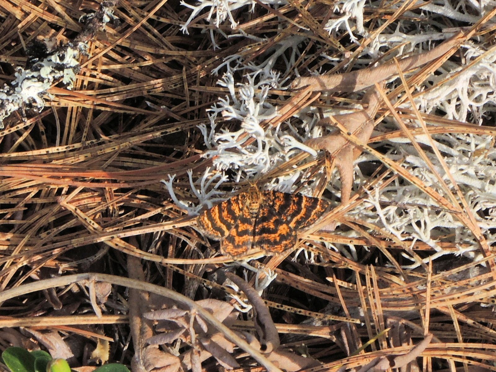 201405270910005 Black-banded Orange Moth (Epelis truncataria) - Misery Bay NP, Manitoulin Island.JPG