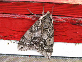 Moths/Waved Sphinx/200808091934007 Waved Sphinx (Ceratomia undulosa) moth - Manitoulin Island.JPG