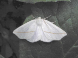 200105201880 Butterfly - Mt Pleasant.jpg