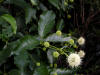 200307190925 Buttonbush (Cephalanthus occidentalis) - Isabella Co.jpg