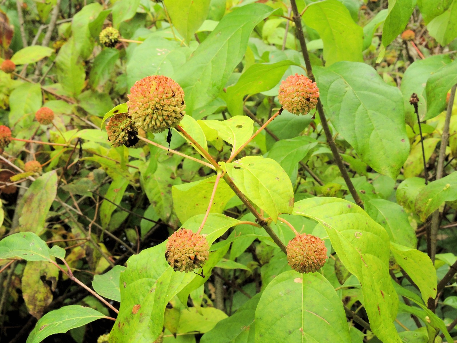 201510041345082941 Buttonbush (Cephalanthus occidentalis) - Bald Mountain R.A., Oakland Co, MI.JPG
