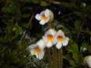 200106012158 One-Flowered Cancer-Root (Orobanche uniflora) - Manitoulin.jpg