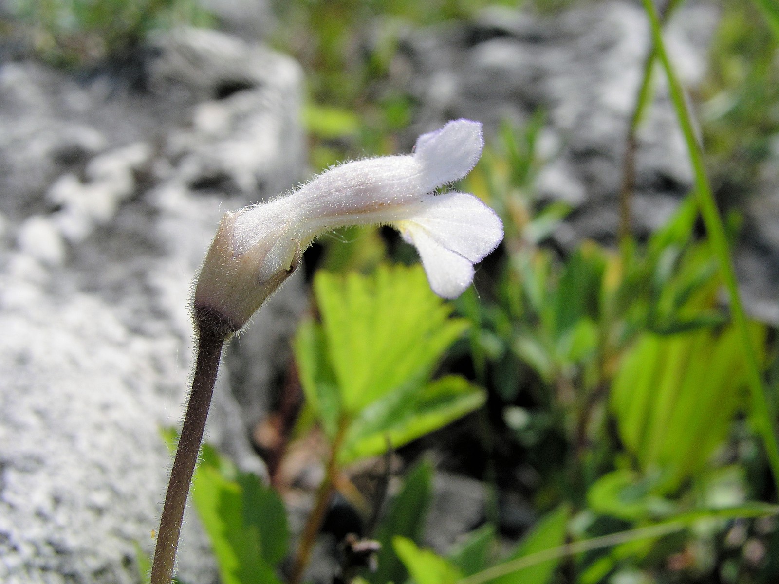 200605301017 One-Flowered Cancer-Root (Orobanche uniflora) - Manitoulin Island.JPG