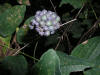 200508289271 Smooth Carrionflower (Smilax herbacea) - Point Pelee.htm