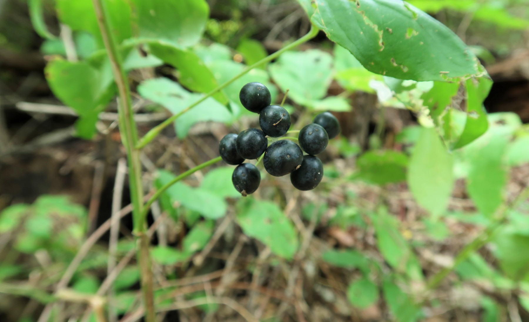 202009151351003 Smooth Carrionflower (Smilax herbacea) blue berries - Bald Mountain RA, Oakland Co, MI.JPG