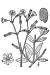200407 Common Chickweed (Cerastium fontanum Baumg) - USDA Illustration.jpg