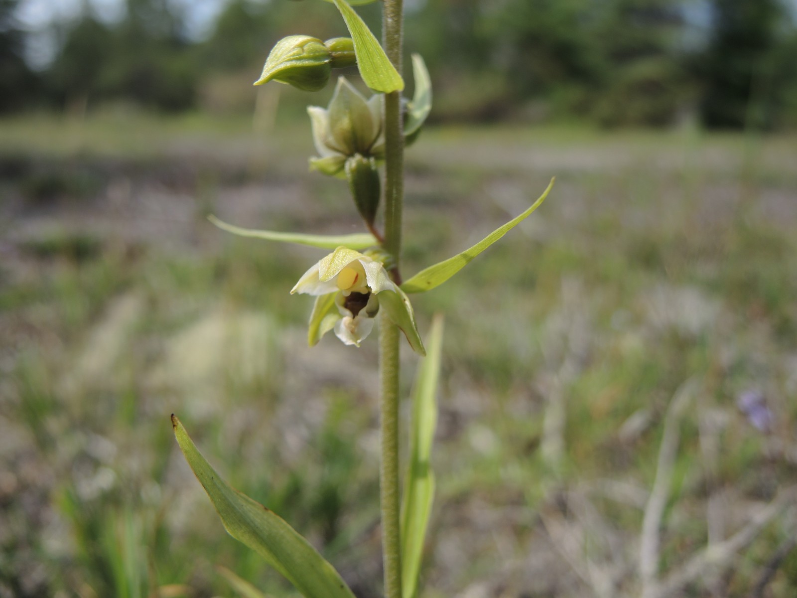 201408041408220 Orchid - Misery Bay, Nature Preserve - Manitoulin Island.JPG