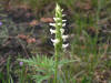 200508048655 Hooded Ladies-Tresses (Spiranthes romanzoffiana) - Misery Bay, Manitoulin.htm