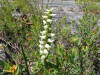 20070730133317 Hooded Ladies-Tresses (Spiranthes romanzoffiana) - Misery Bay, Manitoulin Island.htm