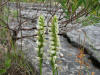 200808051453114 Hooded Ladies-Tresses (Spiranthes romanzoffiana) - Misery Bay, Manitoulin Island.htm