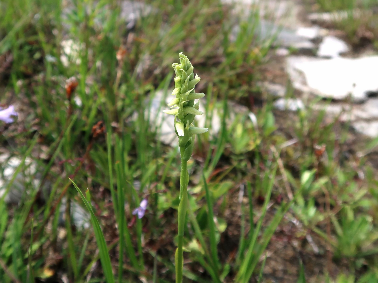 201808021419672 Hooded Ladies-Tresses (Spiranthes romanzoffiana) - Misery Bay Nature Preserve, Manitoulin Island, ON.JPG