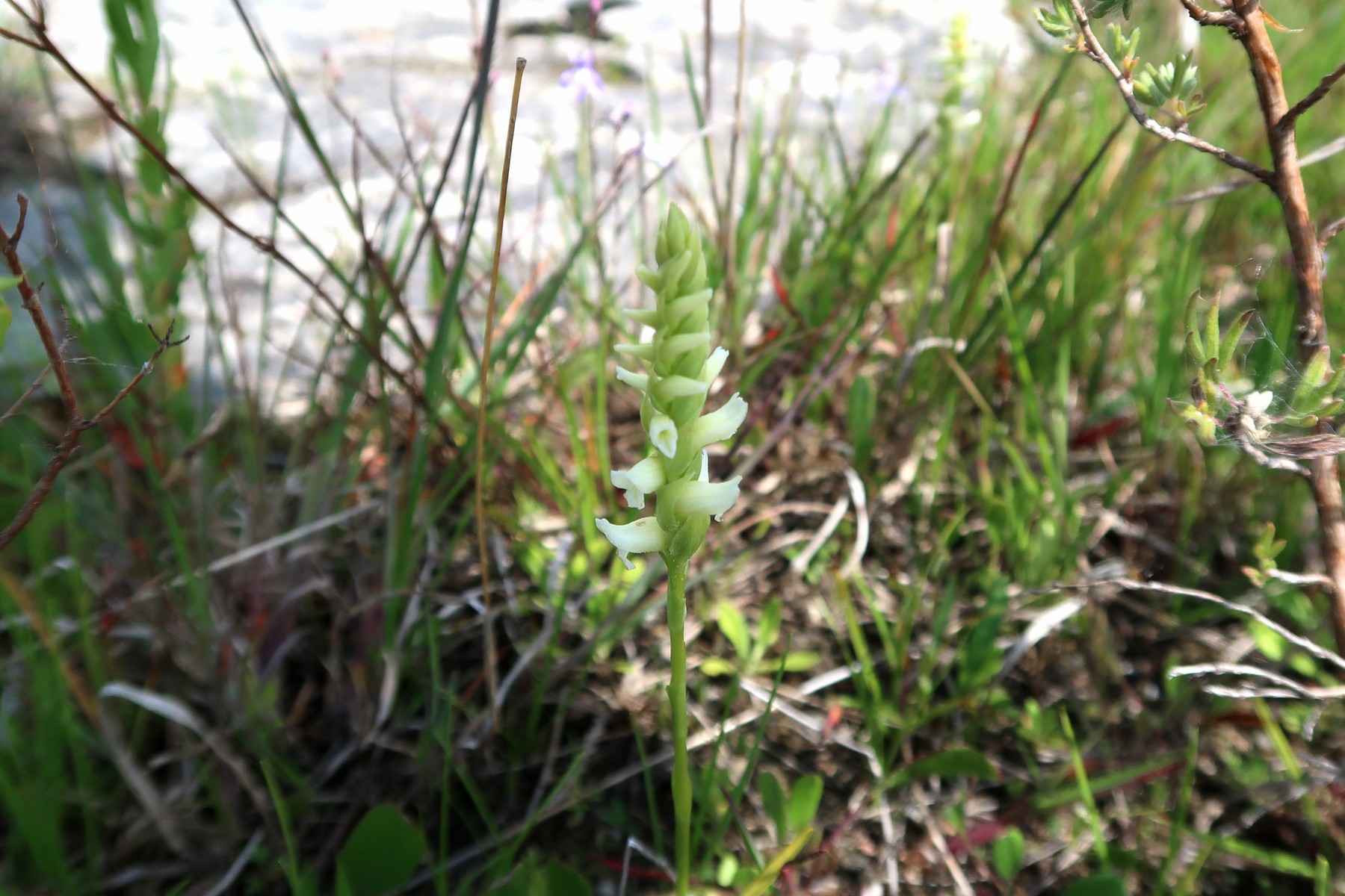 201808021425696 Hooded Ladies-Tresses (Spiranthes romanzoffiana) - Misery Bay Nature Preserve, Manitoulin Island, ON.JPG