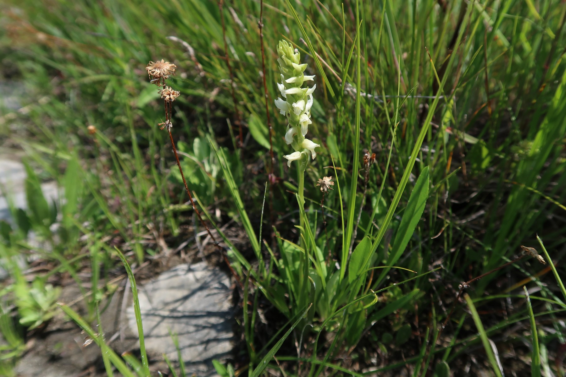 201808021449756 Hooded Ladies-Tresses (Spiranthes romanzoffiana) - Misery Bay Nature Preserve, Manitoulin Island, ON.JPG