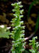 200207060127 Tall Northern Green Orchid (Platanthera hyperborea) - Bob's lot road.jpg