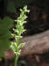 200207060140 Tall Northern Green Orchid (Platanthera hyperborea) - Bob's lot road.jpg