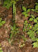 200207070159 Tall Northern Green Orchid (Platanthera hyperborea) - Bob's lot road.jpg