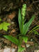 200307057570 Tall Northern Green Orchid (Platanthera hyperborea) - Manitoulin Island.jpg