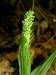 200307057590 Tall Northern Green Orchid (Platanthera hyperborea) - Manitoulin Island.jpg