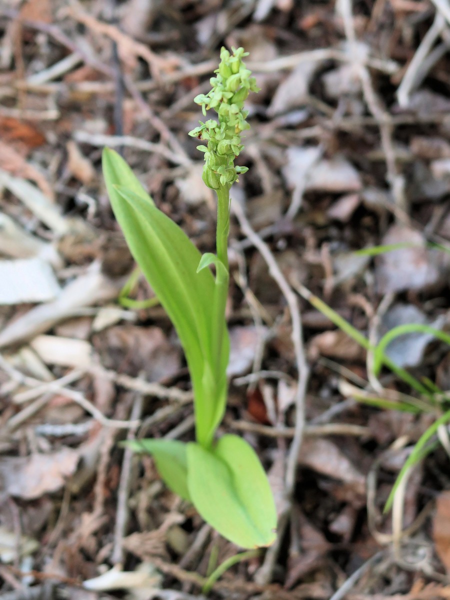 201807281538066 Tall Northern Green Orchid (Platanthera hyperborea) - Manitoulin Island, ON.JPG
