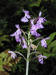 200007260788 Lesser Purple Fringed Orchid (Platanthera psycodes) - Lake Kagawong.jpg