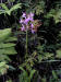 200007260792 Lesser Purple Fringed Orchid (Platanthera psycodes) - Lake Kagawong.jpg