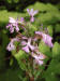 200207300200 Lesser Purple Fringed Orchid (Platanthera psycodes) - Lake Kagawong.jpg