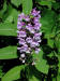 200307270999 Lesser Purple Fringed Orchid (Platanthera psycodes) - Lake Kagawong.jpg
