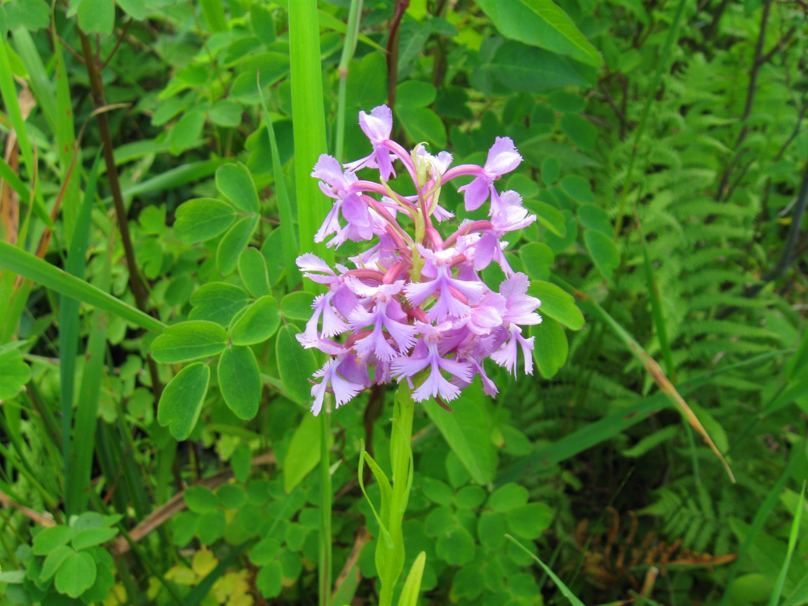 20090729163311 Lesser Purple Fringed Orchid (Platanthera psycodes) - Robertson's Creek, Manitoulin Island.JPG