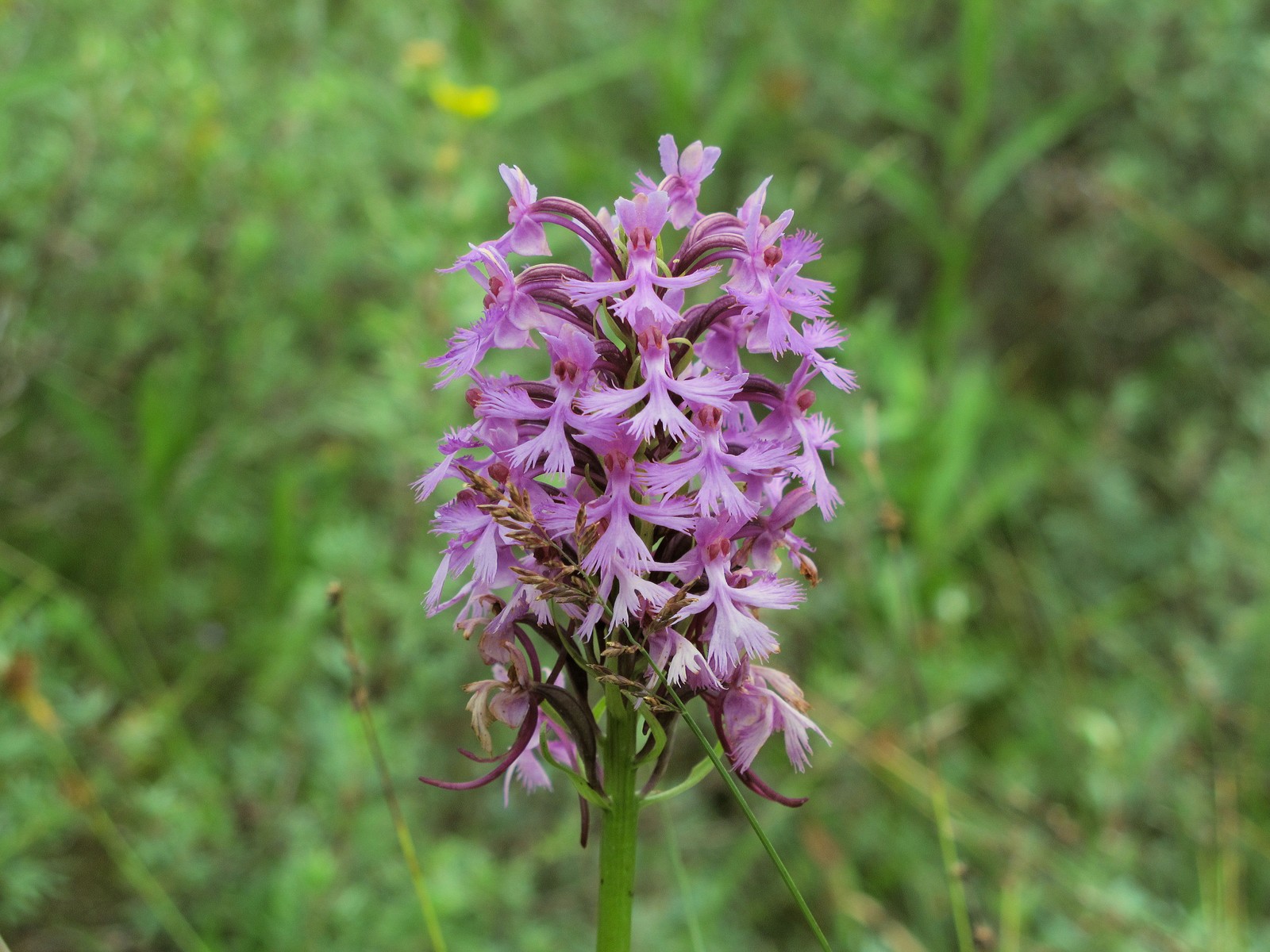 201107281221192 Lesser Purple Fringed Orchid (Platanthera psycodes) - Misery Bay NP, Manitoulin Island, ON.JPG