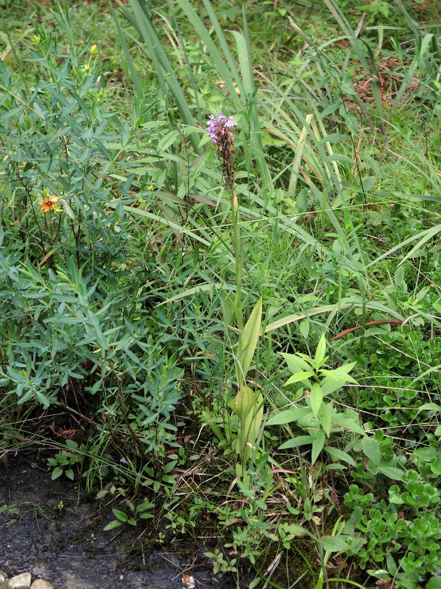 201308061423165 Lesser Purple Fringed Orchid (Platanthera psycodes) - Misery Bay Provicial Park, Manitoulin island.JPG