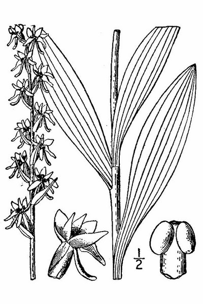 201006 Scentbottle (Platanthera dilatata) - USDA Illustration.jpg