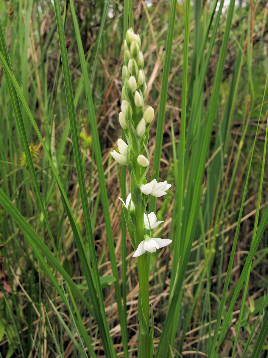 201006041139223 Scentbottle aka Tall White Bog-Orchid aka Bog Candle (Plantanthera dilatata) - Misery Bay NP, Manitoulin Island.JPG