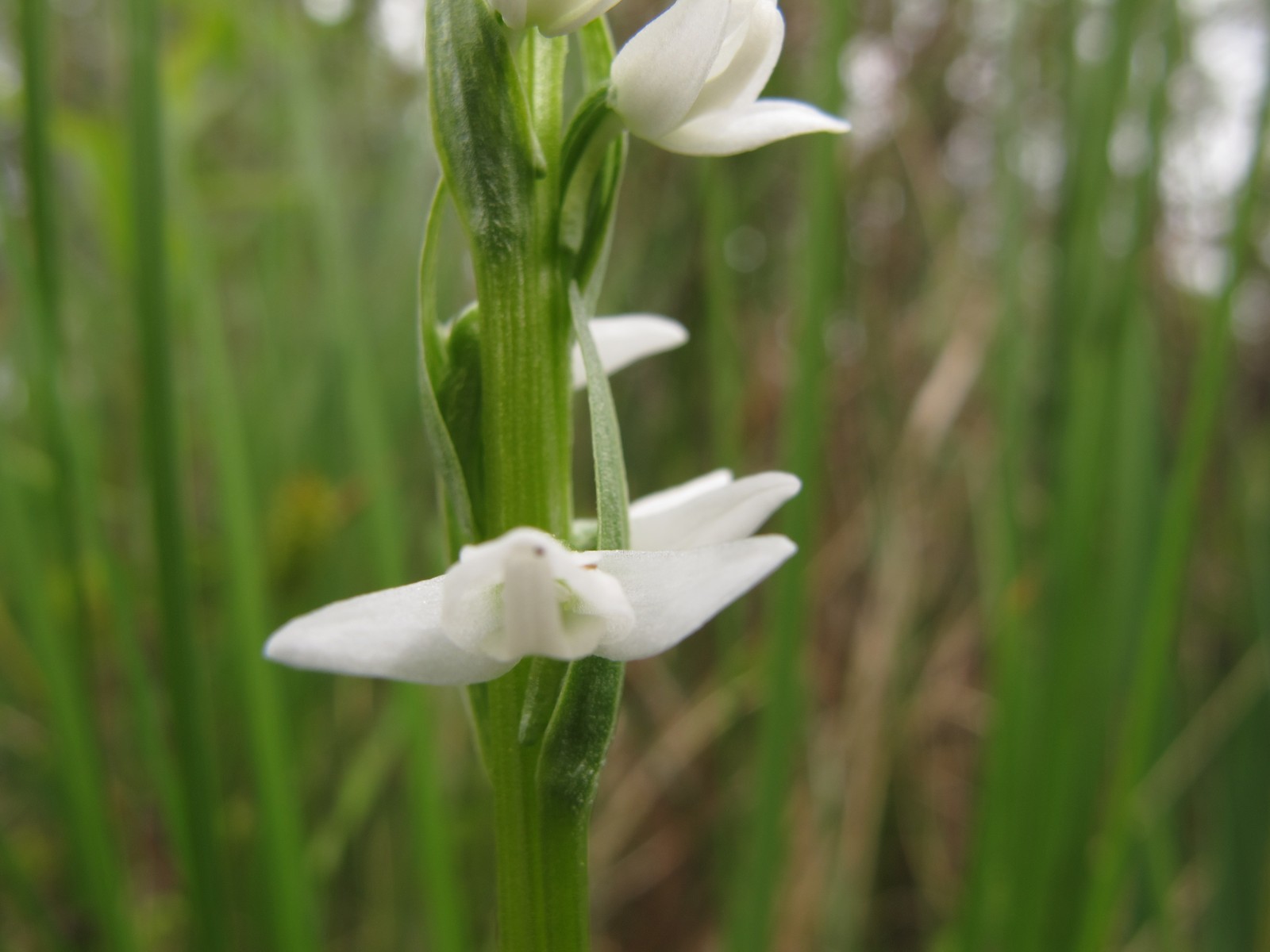 201006041142230 Scentbottle aka Tall White Bog-Orchid aka Bog Candle (Plantanthera dilatata) - Misery Bay NP, Manitoulin Island.JPG
